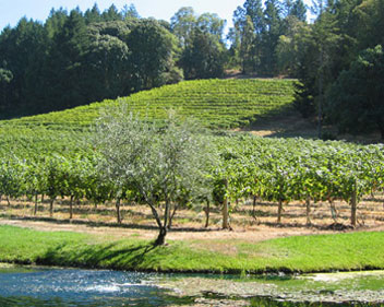 Martin Ray Cabernet Sauvignon