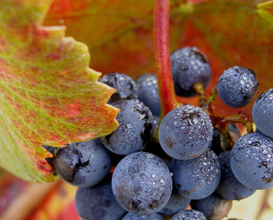 Alexander Valley Cabernet